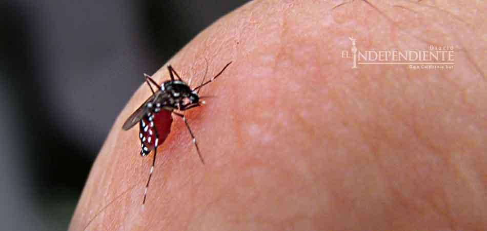 No contará pronto BCS con vacuna contra el dengue: SSA