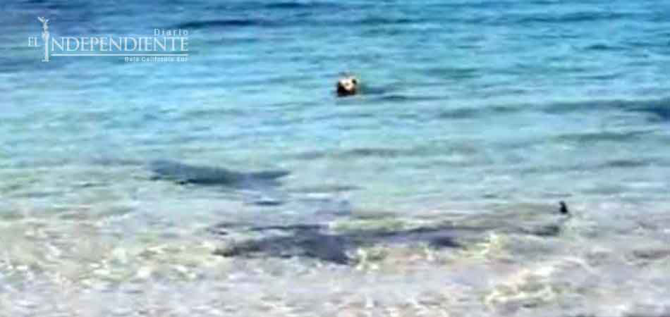 Perro persigue a tiburón y resulta ileso
