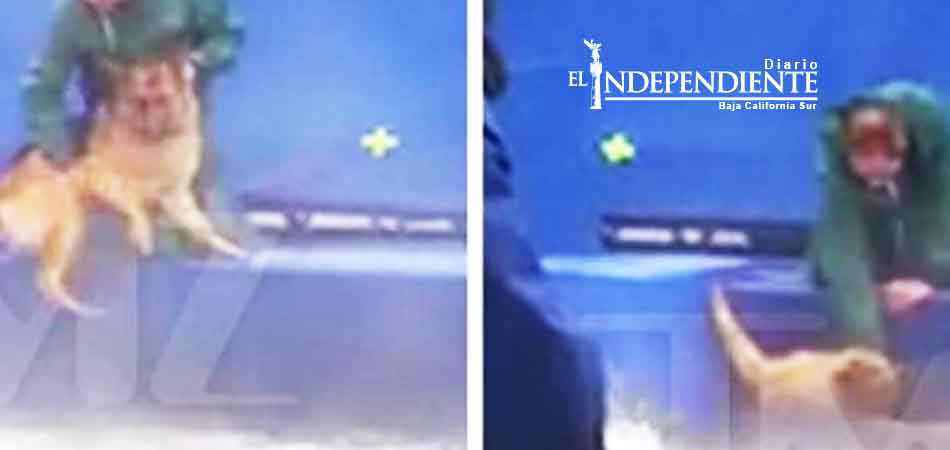 La taquilla castiga a la película 'A Dog's Purpose'