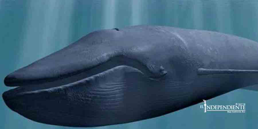 El absurdo juego que está matando adolescentes