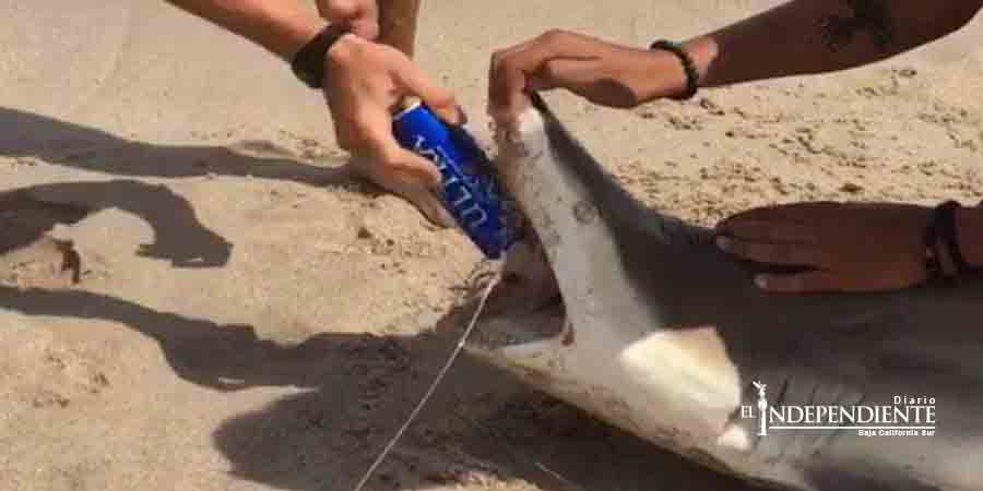 Video: 'Spring breakers' destapan cerveza con ¡un tiburón!