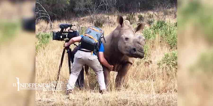 Rinoceronte 'pide' a camarógrafo que le rasque la panza