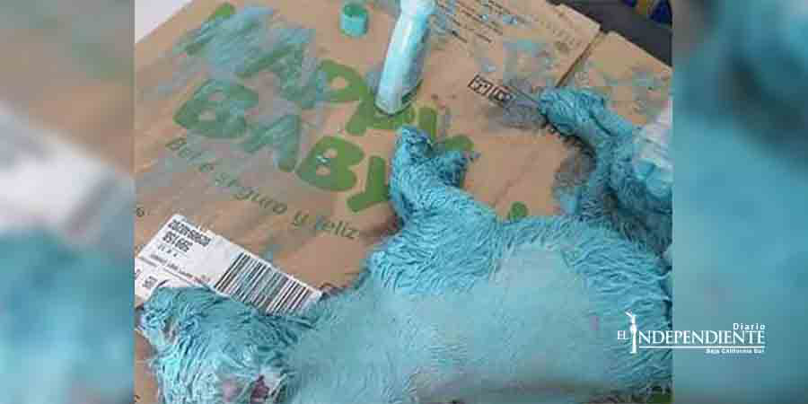 Familia de perrita ‘azul’ agradece por el apoyo en la exigencia de justicia