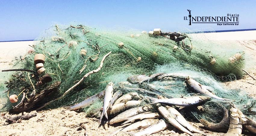 Denuncian depredación ilegal en mares paceños