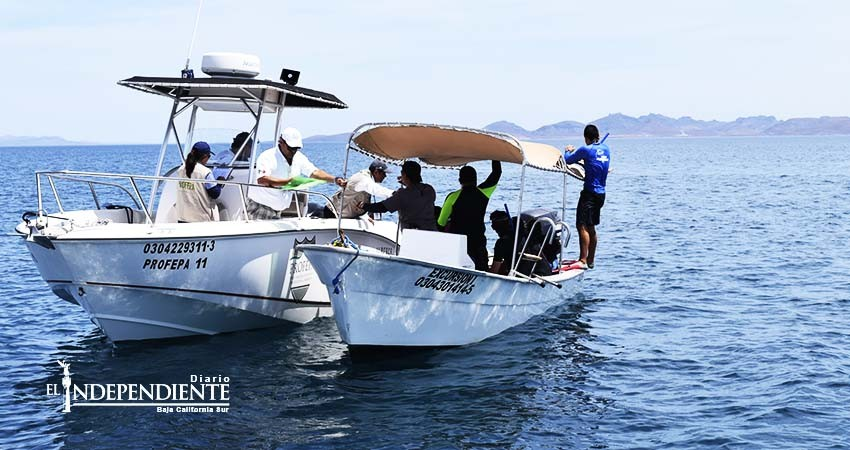 Asegura PROFEPA embarcaciones por actividades ilegales con tiburón  ballena 