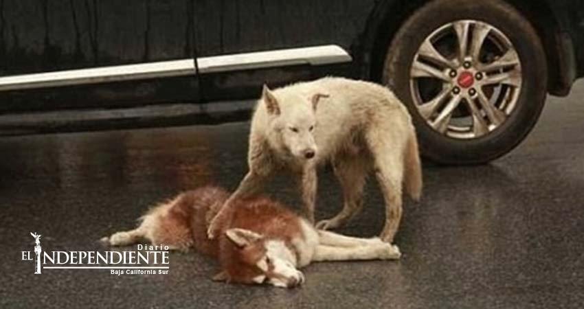 ¡Desgarrador momento! Un perro intenta despertar a su compañero atropellado