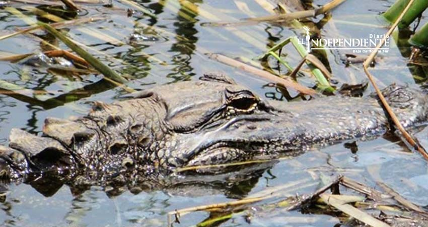 Caimán ataca y mata a niño de ocho años en Colombia