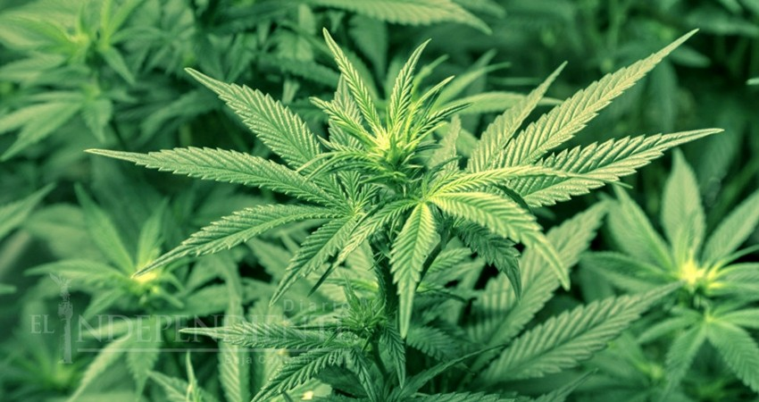 Aprueba Cámara de Diputados minuta del Senado uso medicinal y científico de la marihuana
