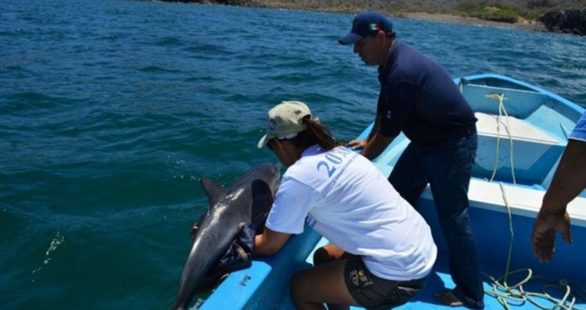 Rescata PROFEPA a ejemplar de delfín juvenil varado en Loreto