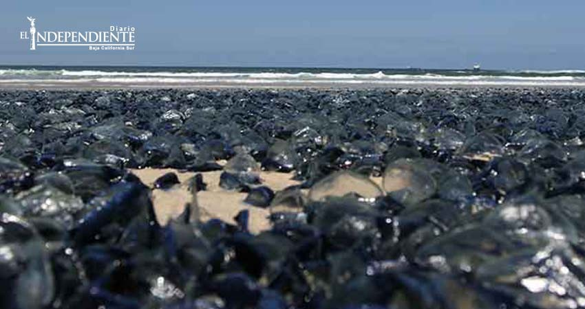 Medusas muertas cubren playas de Rosarito, BC