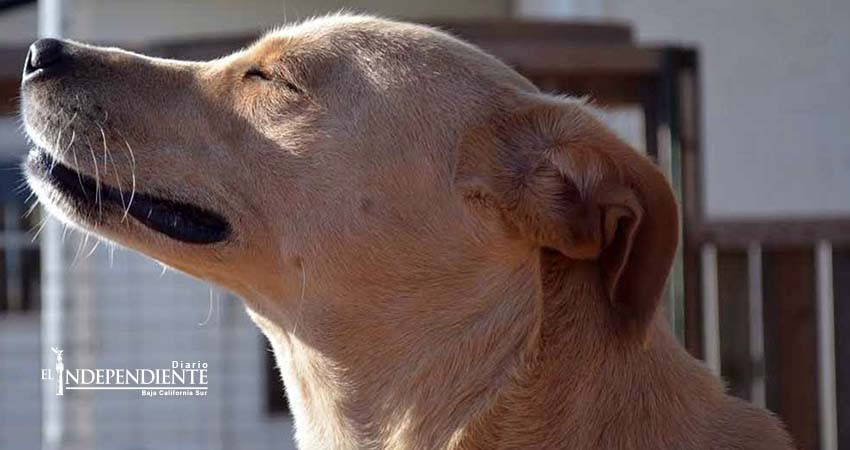 ¡Salvemos a 'la perrita más triste del mundo'!