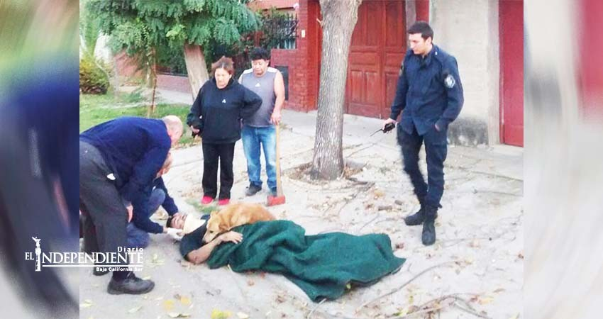 Se accidenta y su perro lo abraza hasta que llega la ambulancia