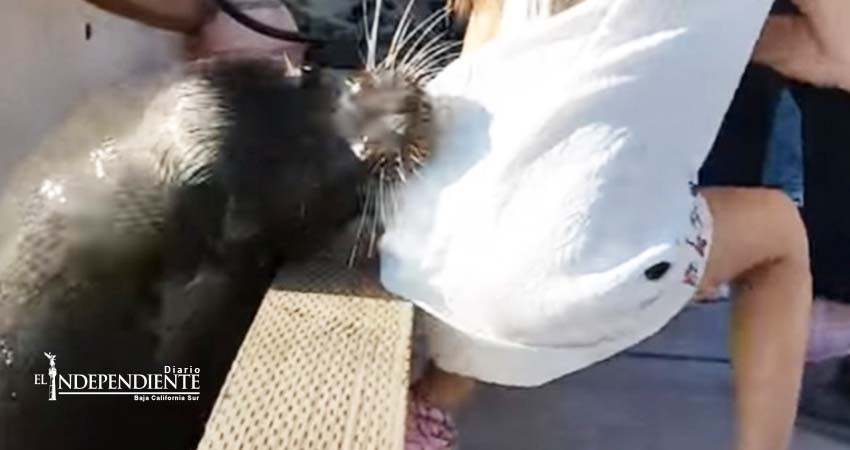 León marino jala y sumerge a una niña al mar en Canadá