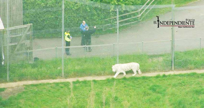 Tigre mata a cuidadora en zoológico de Inglaterra