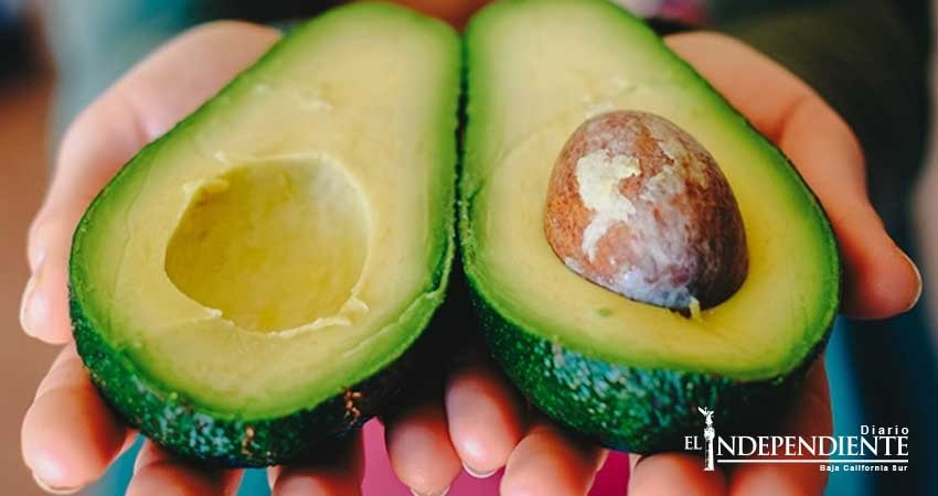 En agosto se normalizará precio del aguacate