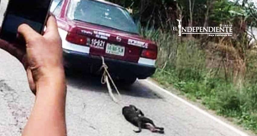 Taxista ‘castiga’ a perro y lo arrastra en carretera de Oaxaca