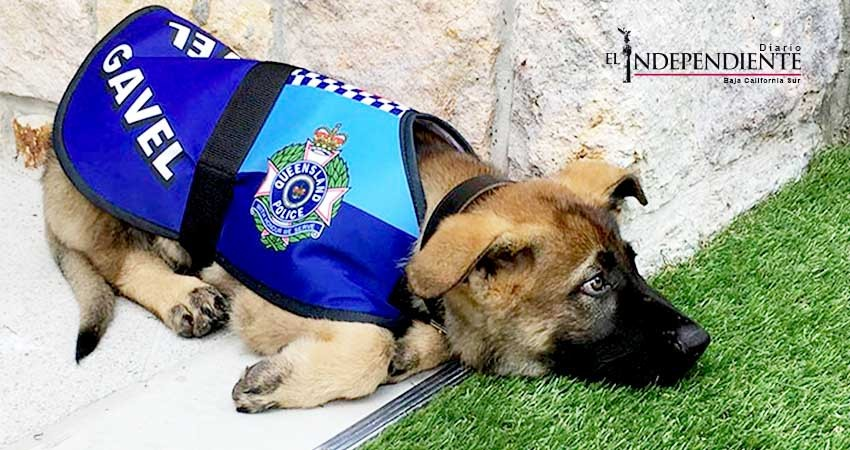 Gavel, el perro que no pudo ser policía por ser demasiado 'tierno'