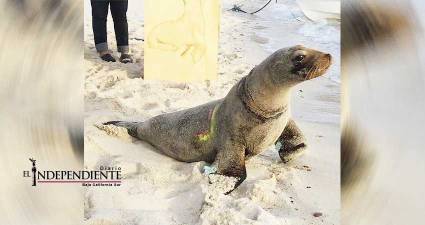Amplían colaboración para desenmalle de lobos marinos