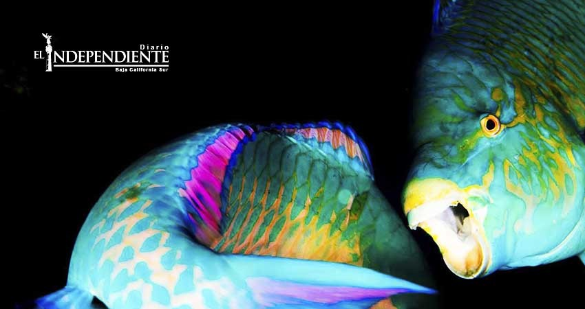 Restaurantes paceños se unen a campaña contra consumo de pez perico