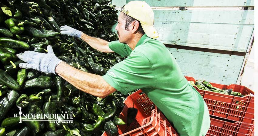 Apoyarán con hasta 8 mdp a empresas sudcalifornianas que deseen exportar