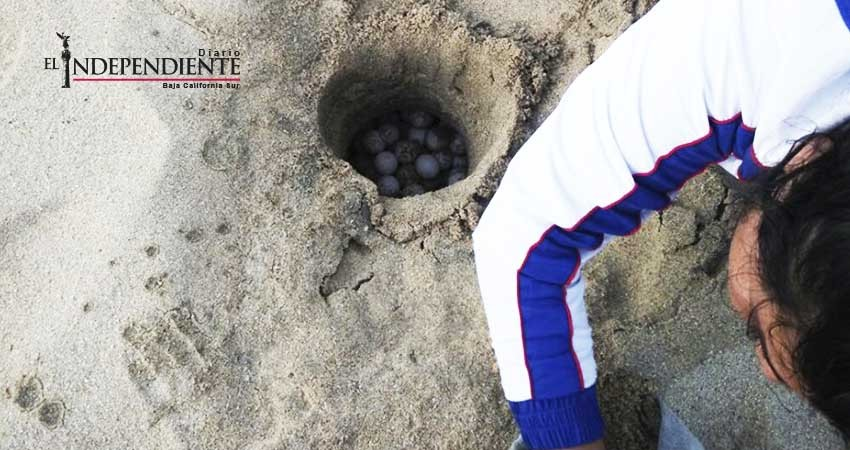 Esta noche se exhibe documental sudcaliforniano sobre tortugas marinas