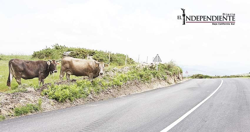 Avanza ley para agravar sanciones por choques contra semovientes