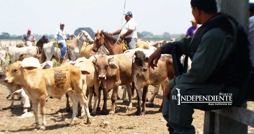 Reporta BCS 24 casos de robo de ganado en 5 meses
