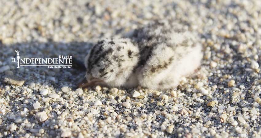 Exhortan a la población a cuidar al gallito marino