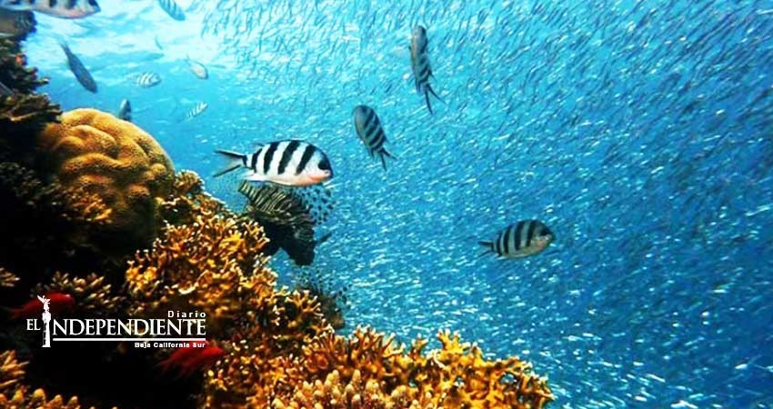 Peces sin depredadores dominarán los océanos en el futuro