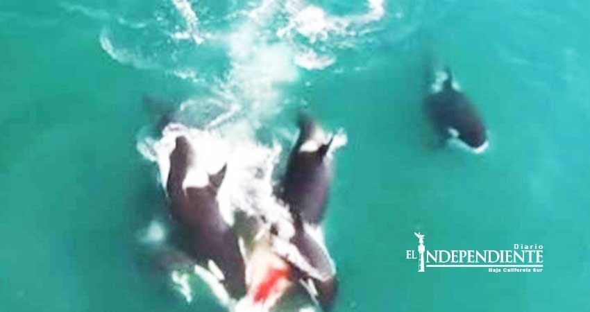 Dron capta momento en que grupo de orcas caza ballena