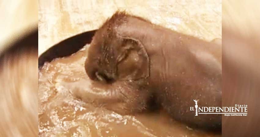 Así reacciona bebé elefante ante su primer baño en el Zoológico