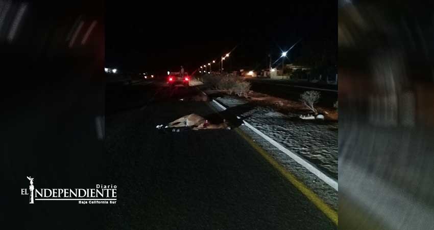 Choque por ganado suelto cobra la vida de una persona en SJC