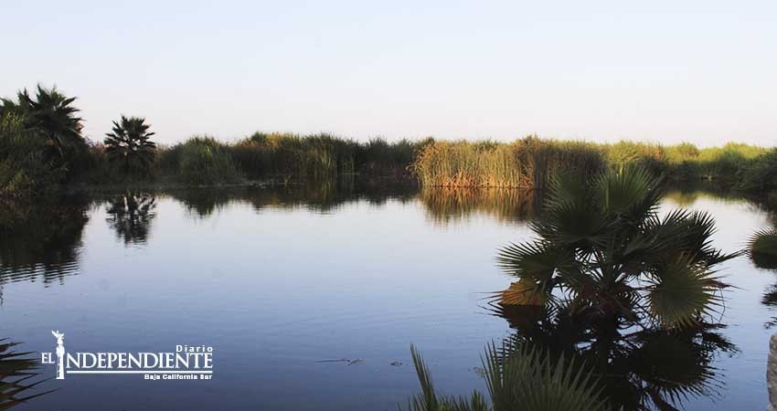Conanp formará parte del consejo asesor del Estero San José 