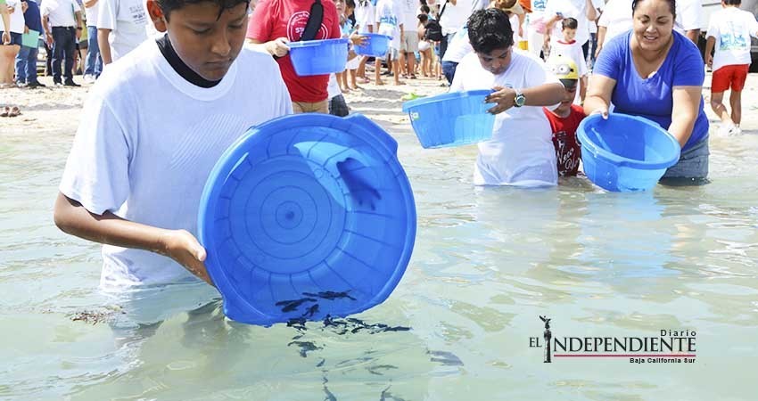 Liberan 30 mil ejemplares de pez totoaba en playas de BCS 