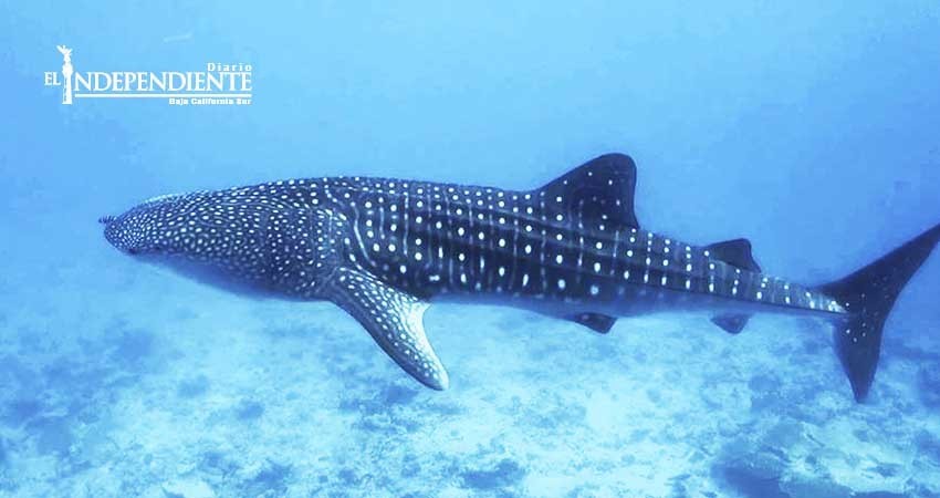 Embarcaciones piratas que avistan tiburón ballena provocan pérdida por 37 MDP 