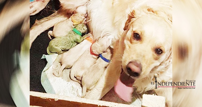 Perra da a luz a extraño cachorro color verde