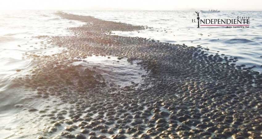 Autoridades portuarias sin conocimiento formal sobre residuos fecales en costas cabeñas