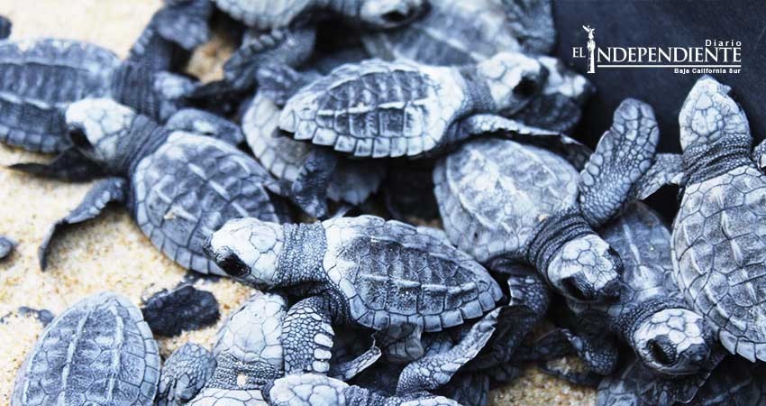 Invitan a ciudadanos a votar para que Los Cabos gane un vuelo a la final del premio Latinoamérica Verde