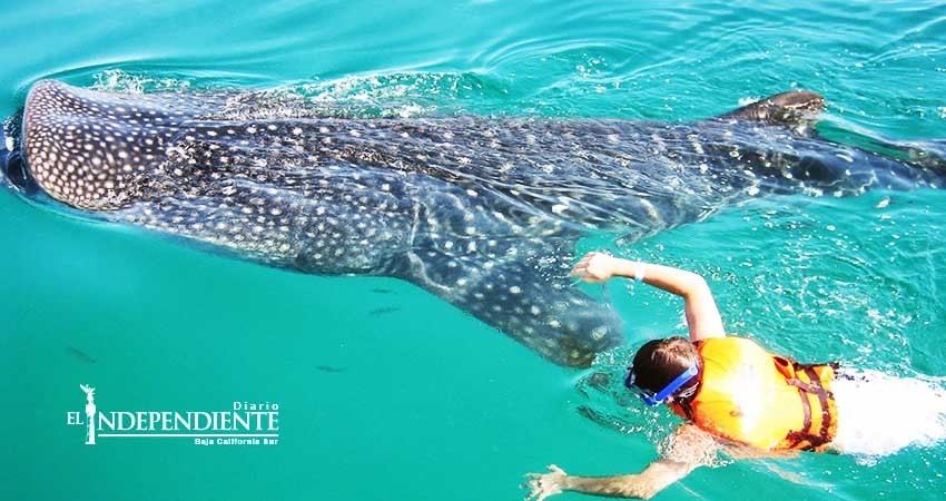 Prestadores de servicios de La Paz,  piden no se den permisos de tiburón ballena a foráneos