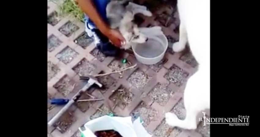 Salen de vacaciones y dejan morir de hambre a sus perros