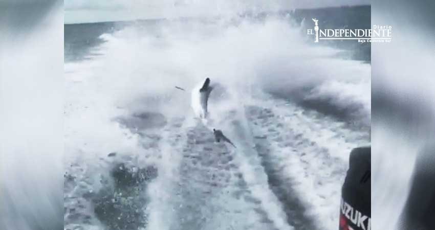 Atan a tiburón vivo y lo arrastran hasta destrozarlo