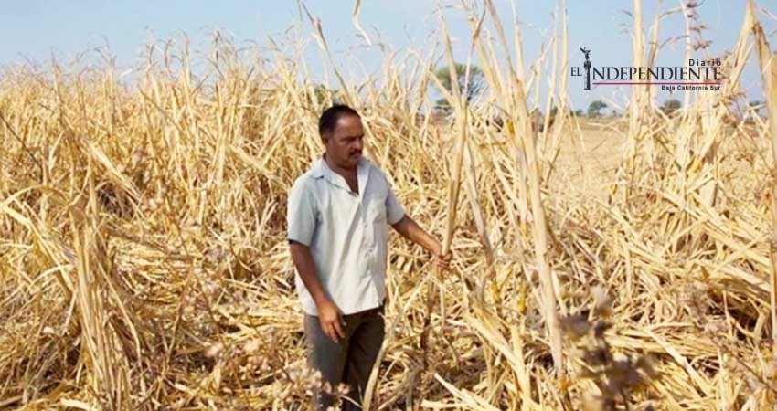 Calentamiento global causa suicidios de granjeros en India