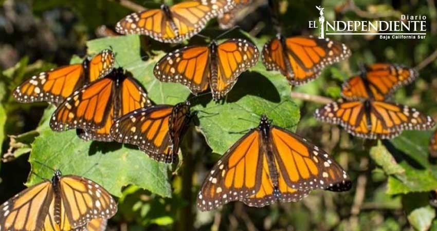 Así están salvando a la Mariposa Monarca en México