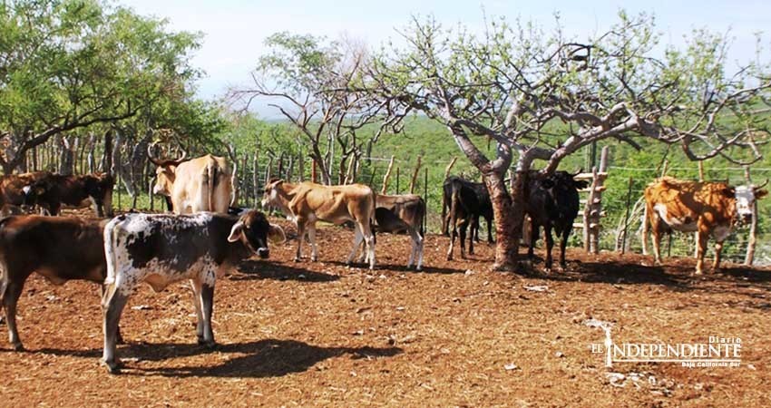 Molestos ganaderos pues abigeato ya no es considerado delito grave por el NSJP