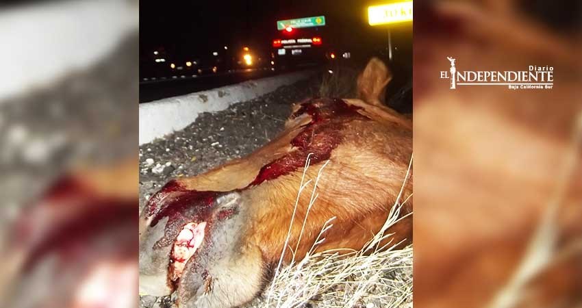 Necesario implementar acciones para evitar ganado suelto en carreteras: Sandez Puppo