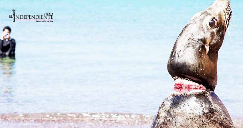 Activistas buscan fondos para desenmallar a lobos marinos de Espíritu Santo