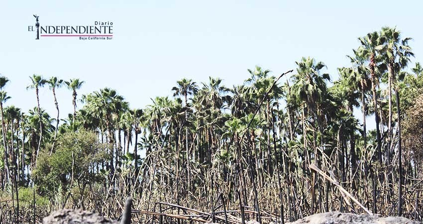 Exhorta Ecología y Medio Ambiente a no cocinar con fuego en el Estero