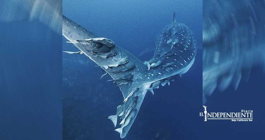 Creciente interés en observar el tiburón ballena podría detonar conflicto social