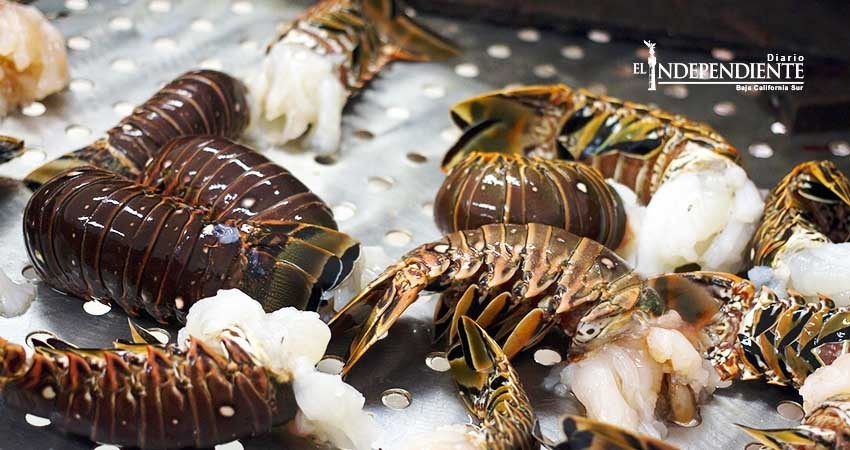 BCS, productor número uno de langosta en México