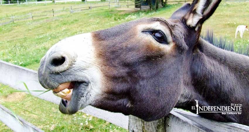 Adolescentes contraen rabia por tener sexo con una burra